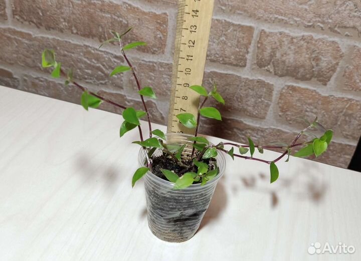 Каллизия ползучая