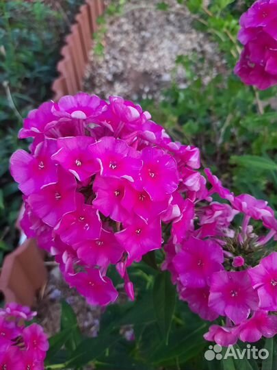 Флоксы многолетние