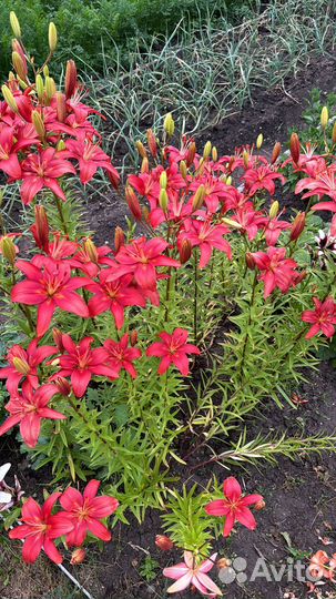 Лилия и саранки