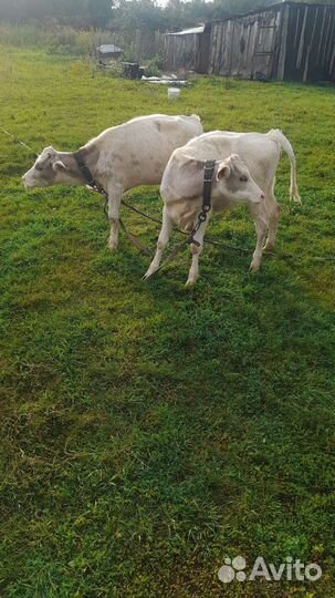 Козы и козлята