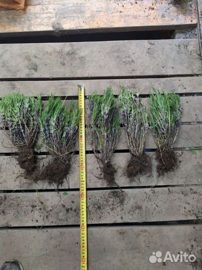 Лаванда супер саженцы