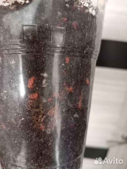 Филодендрон Пин Тонг