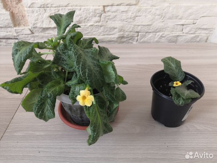 Комнатные растения цветы и в школу