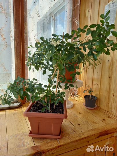 Комнатные растения