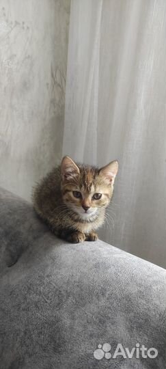Котëнок девочка в добрые руки