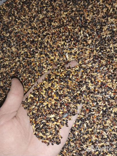 Семена люцерны сорт 