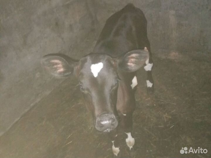 Голштинской порода