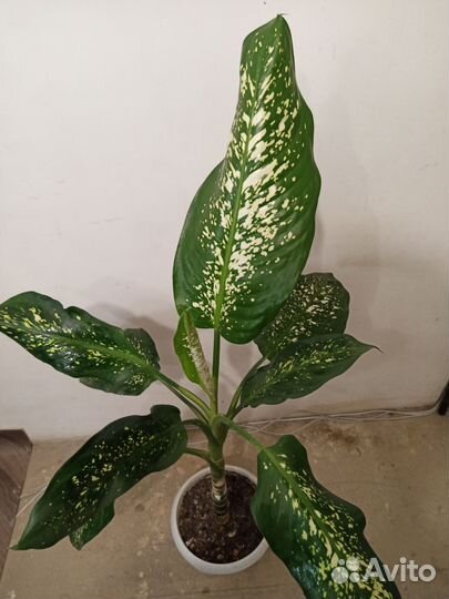 Диффенбахия