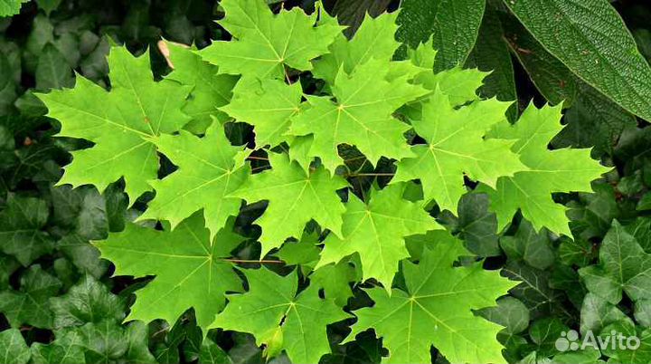 Клен остролистный