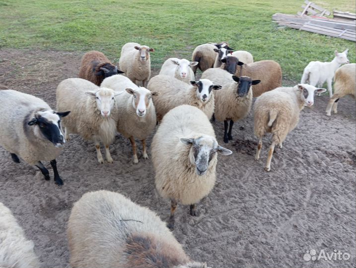 Овцы бараны ярки