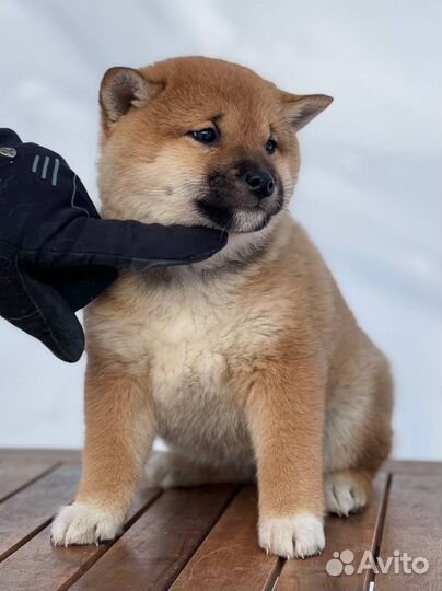 Девочка сиба ину