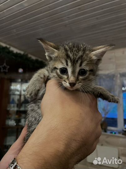 Кошки в добрые руки бесплатно