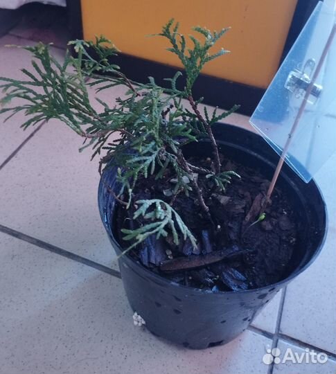 Рассада клубники, хвойники, многолетники