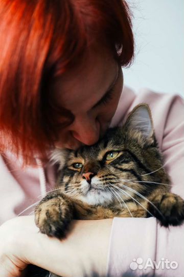 Котоняня Солнцево