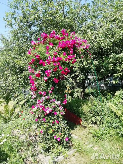 Роза плетистая