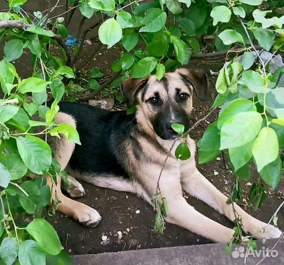 Крупные щенки подростки в дом