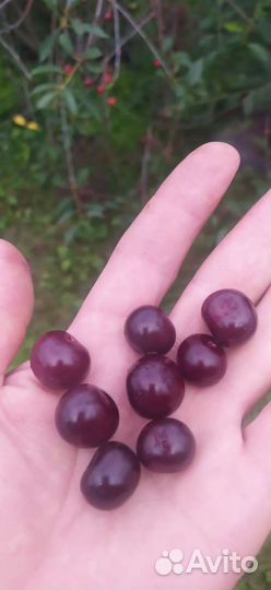 Вишня родительская