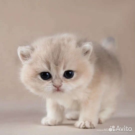 Мальчик голубое золото Gucci Apple Wood