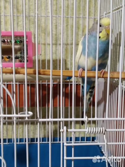 Волнистые попугайчики вместе с клетками