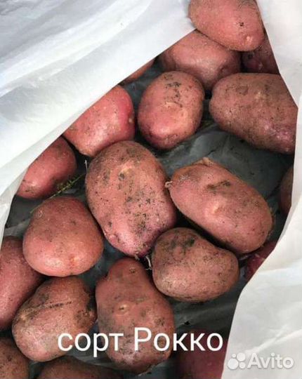 Картофель семенной