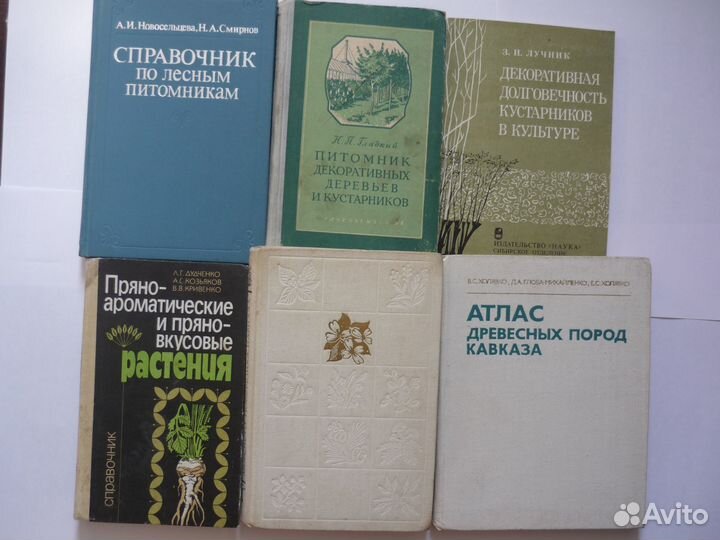 Вегетативное размножение хвойных