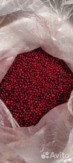 Черника брусника свежая ягоды