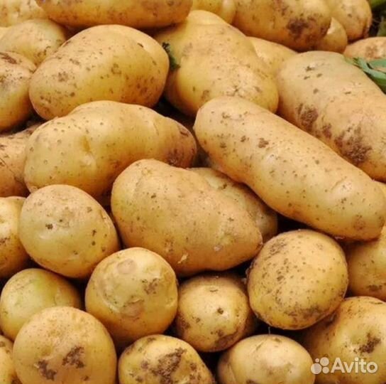 Картофель Элитный Императрица
