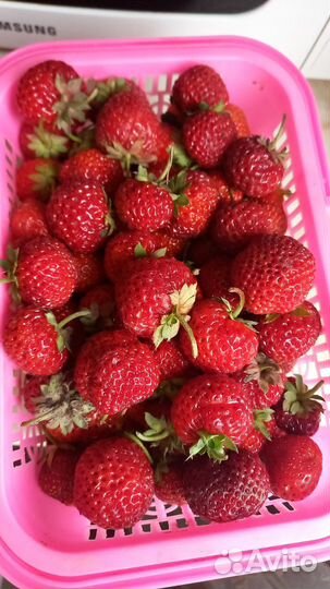 Рассада клубники. мице шиндлер