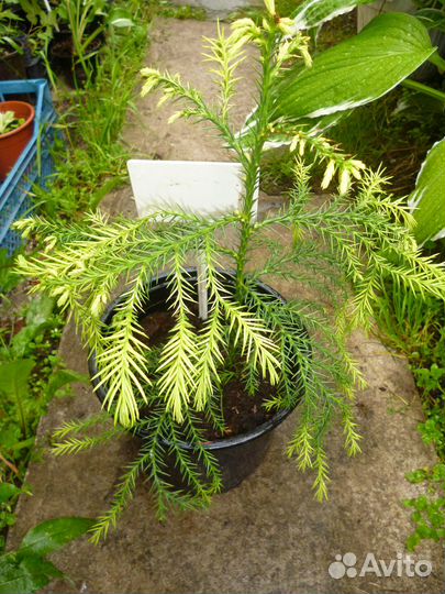 Криптомерия японская (сорт 'Sekkan')