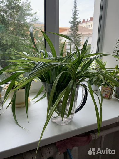 Панданус (винтовая пальма),отростки