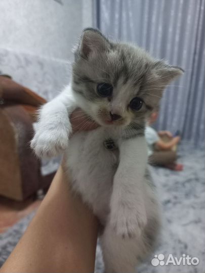 Кошка в дар бесплатно