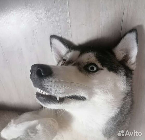 Сибирский хаски