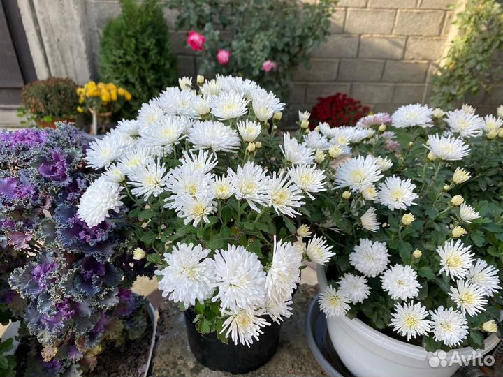 Хризантемы мультифлора