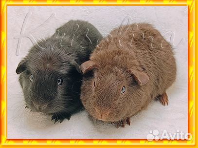 Морская свинка породистая с доставкой по городу