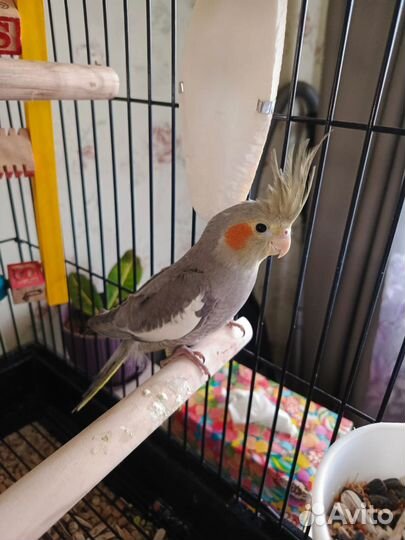Попугай корелла с клеткой