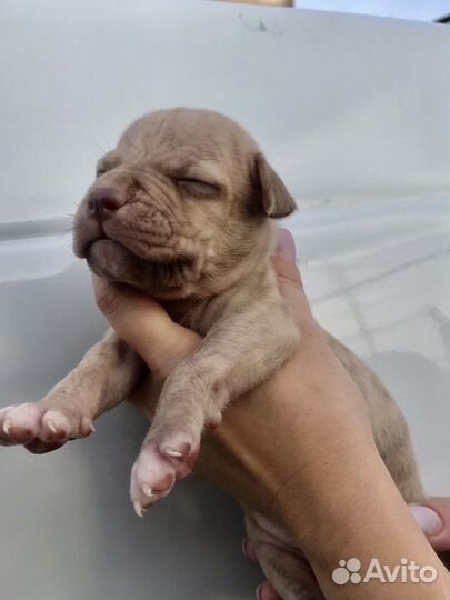 Щенки Американского питбультерьера