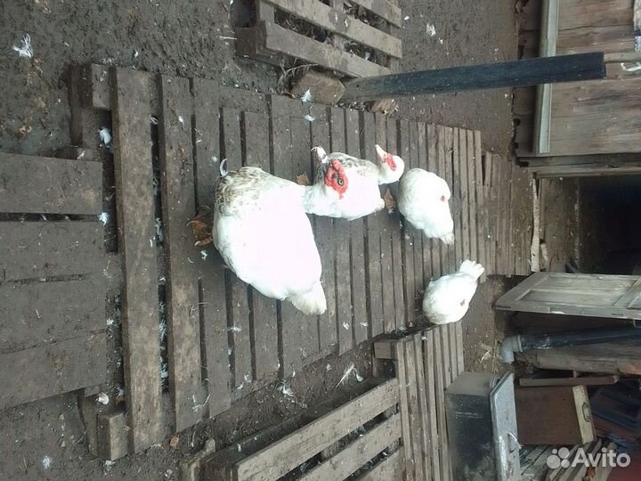 Семья мускусных уток 4+1