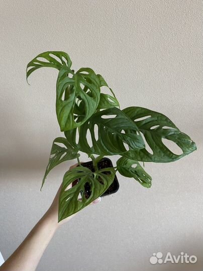 Монстера манки маск