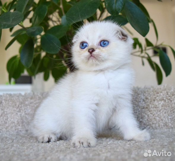 Шотландская