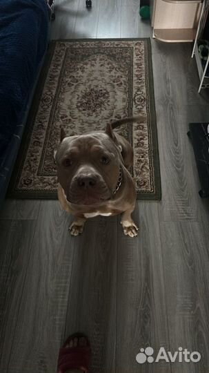 Вязка собак