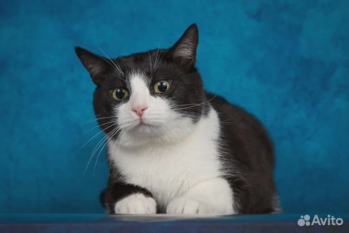 Черно-белый котик в поисках дом