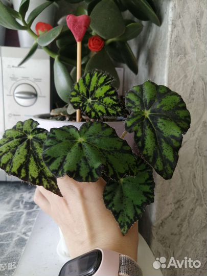 Комнатные растения обмен