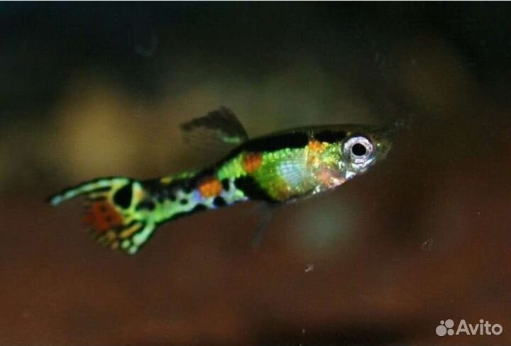 Гуппи Эндлера