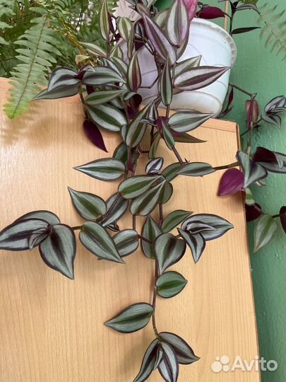 Традесканция