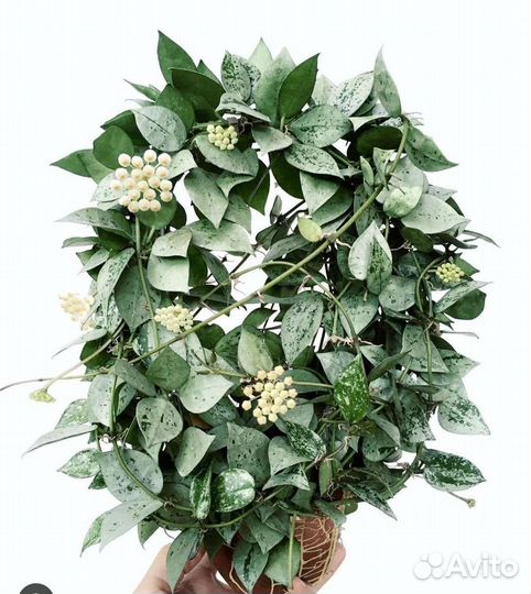 Хойя лакуноза эскимо, хойя крониана блэк ливз