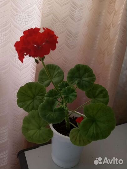 Пеларгония Люстра Скарлет Зональная