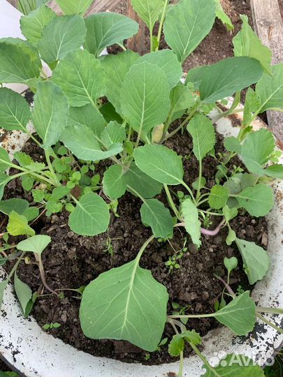 Рассада капусты