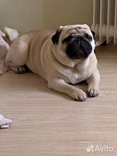 Передержка собак