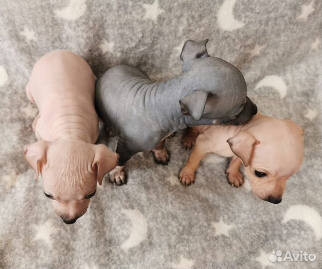 Щенки Американского Голого Терьера агт