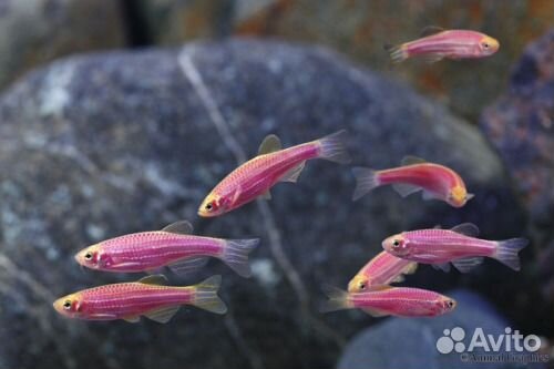 Данио глофиш (люминесцентные)